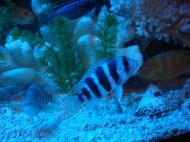 freshwater fish - cyphotilapia frontosa - frontosa cichlid stocking in 125 gallons tank - One of my Frontosa's. He's starting to develop his bump a little bit.