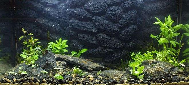 25 gallons planted tank (mostly live plants and fish) - 17.4.2007