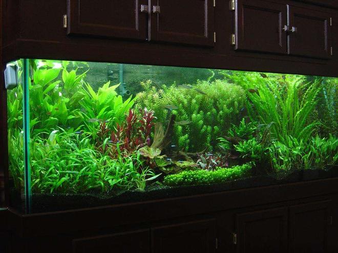 180 gallons planted tank (mostly live plants and fish) - 180 gallon
DIY Concrete Background
CO2 system w/pH controller
UV Sterilizer
706W PC lighting
Eco-complete gravel

Plants-
Baby Tears
Crypto petchii
Crypto lutea
Crypto wendtii-Red
Crypto wendtii-Green
Red Tiger Lotus
Green Tiger Lotus
Rotala indica
Rotala macrandra
Apon. ulvaceous
Apon. crispus
Ammania senegalensis
Java ferm
Onion plant
Giant hygro
Red Temple

Fish-
4 wild scalare angels
4 roselines
5 RT Hemiodus
45 Cardinals
3 Glass Bloodfin
8 Espei Rasbora
18 misc Corydoras spp.
18 Oto. affinis
12 Rummy Nose Tetras
1pr M. altispinosa
2 NG Rainbows