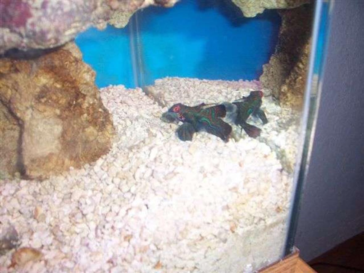 saltwater fish - synchiropus splendidus - green mandarin stocking in 125 gallons tank - Green Mandrian