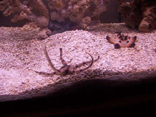 corals inverts - protoreastor nodosus - chocolate chip starfish stocking in 125 gallons tank - Sea Serpent and Chocolate chip starfish