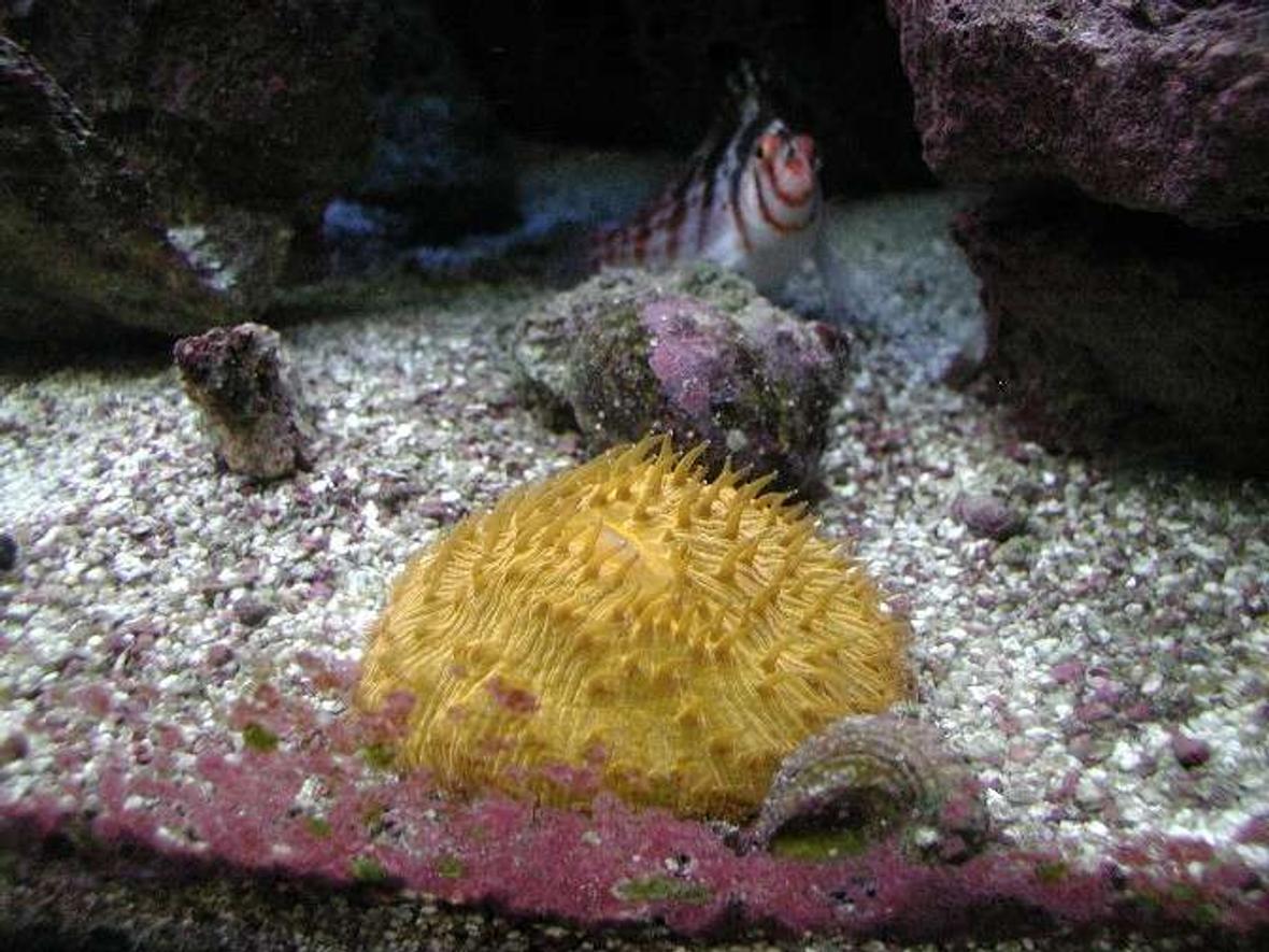 corals inverts - fungia sp. - plate coral, orange - short tentacle stocking in 180 gallons tank - Fungia Coral.
