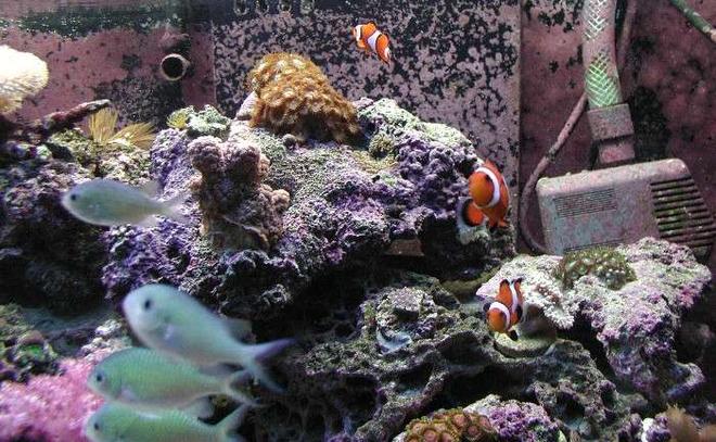 saltwater fish - chromis viridis - blue/green reef chromis stocking in 180 gallons tank - Schooling Chromis