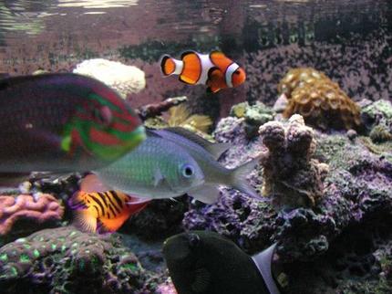 saltwater fish - amphiprion ocellaris - ocellaris clownfish stocking in 180 gallons tank - Colorful fish