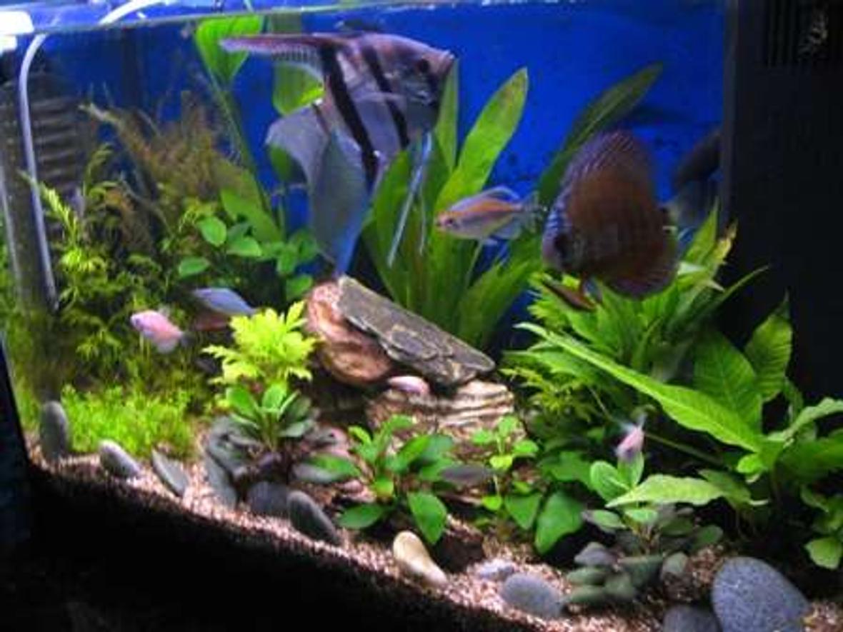 17 gallons planted tank (mostly live plants and fish) - Improved tank with DIY CO2.