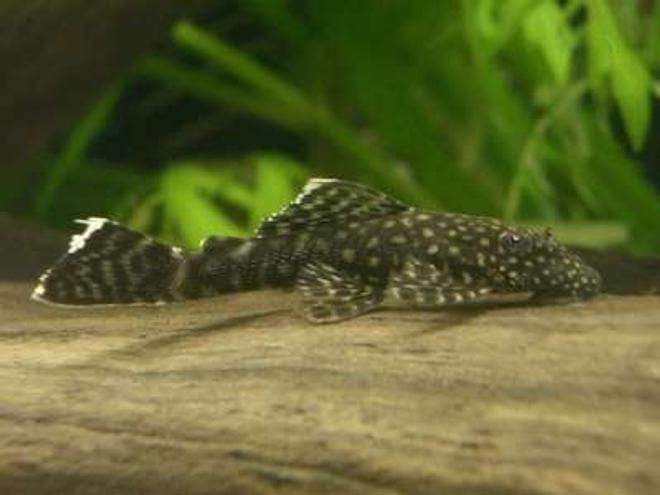freshwater fish - peckoltia sp. - snowball pleco (l-102) stocking in 44 gallons tank - BN Plec