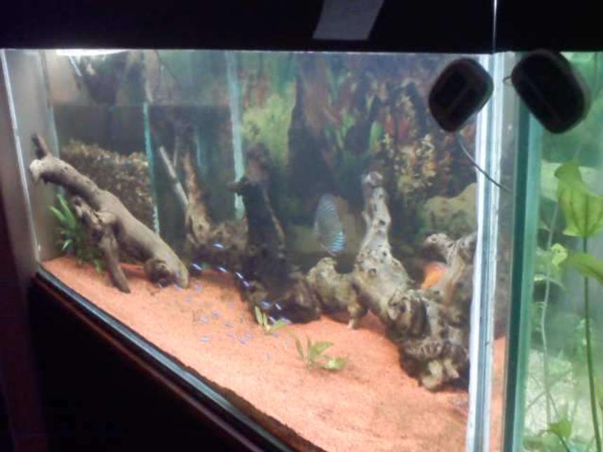 Rated #481: 55 Gallons Freshwater Fish Tank - na