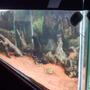 55 gallons freshwater fish tank (mostly fish and non-living decorations) - na
