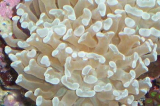 corals inverts - euphyllia paranchora - hammer / anchor coral, branching stocking in 55 gallons tank - My white hammer coral.