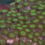 corals inverts - zoanthus sp. - hulk zoanthids stocking in 55 gallons tank - My mean green zoos.