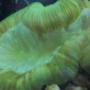 corals inverts - trachyphyllia geoffroyi - brain coral, trachyphyllia stocking in 55 gallons tank - My big green brain.