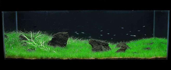 60 gallons planted tank (mostly live plants and fish) - 60g front view