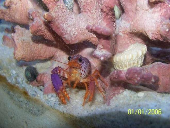 corals inverts - enoplometopus sp. - purple lobster stocking in 72 gallons tank - Purple Lobster