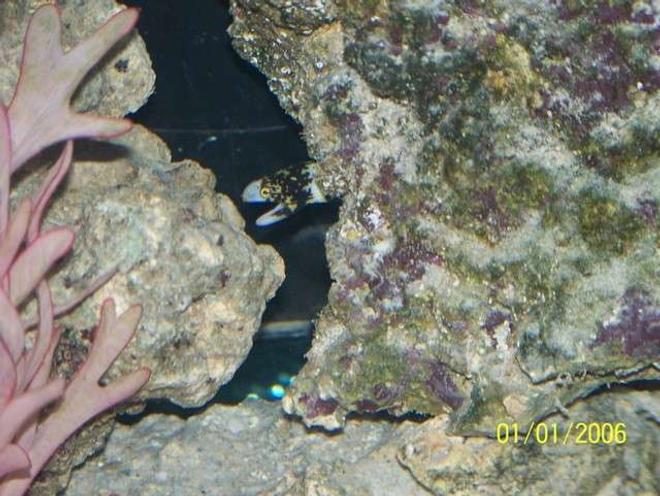 saltwater fish - echidna nebulosa - snowflake eel stocking in 72 gallons tank - Snow Flake Eel Peaking