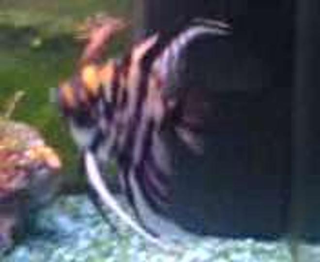 freshwater fish - pterophyllum sp. - koi angel stocking in 47 gallons tank - Angel Fish, I like to call this one (sorry needed to do spell check)