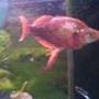 freshwater fish - glossolepis incisis - red irian rainbow stocking in 47 gallons tank - I have no clue what kind of fish this is but hes name is gary...lol, a man told me there alot of money to buy.. i paid i think £3-5 for him