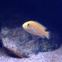 freshwater fish - labidochromis caeruleus - electric yellow cichlid stocking in 52 gallons tank - Labidochromis caeruleus juvenile, this one is the biggest currently and is going to be a nice specimen when older. It's already a camera hog!