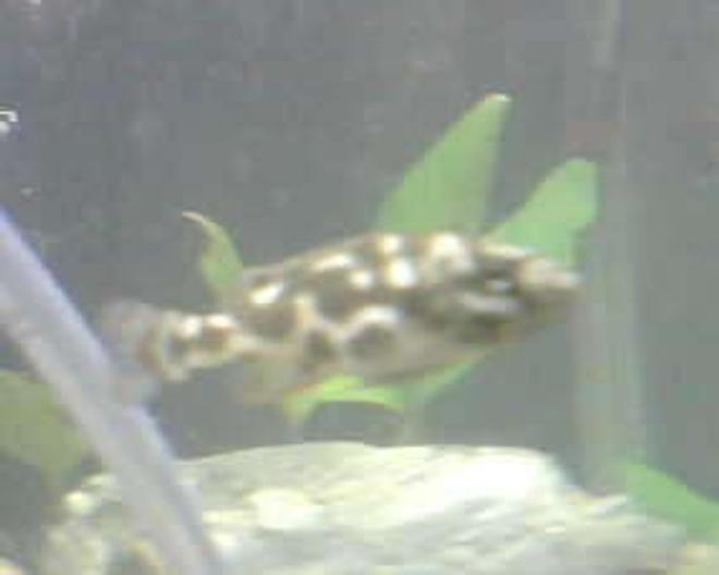 freshwater fish - nimbochromis livingstonii - livingstoni stocking in 20 gallons tank - this is my african chiclid