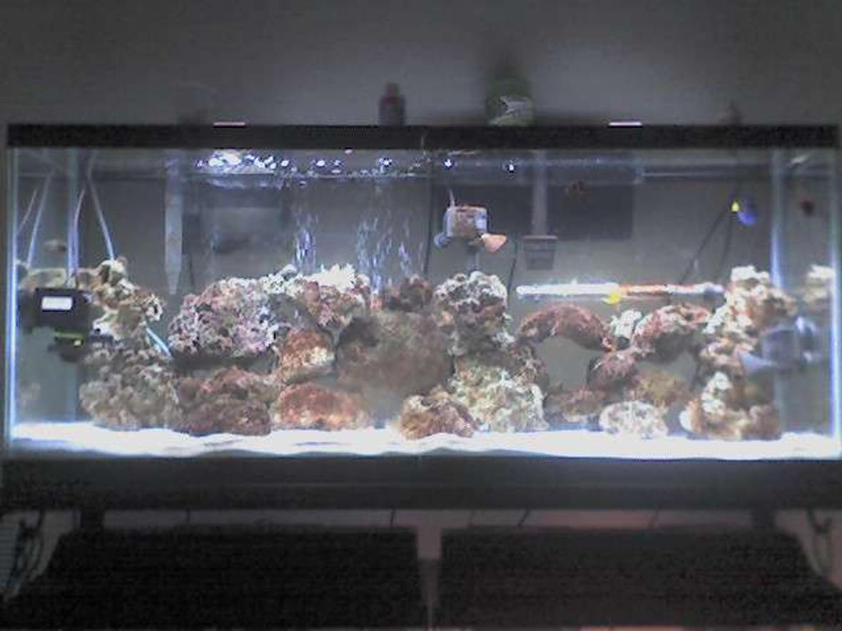 55 gallons saltwater fish tank (mostly fish, little/no live coral) - 55 gallon tank with 10,000K and Actinic lighting, dual filters, 3 powerdheads, 100 lbs of live rock. Current Fish/Inverts- 1 bulb anemone, Regal Tang, Cinamon Clown, Yellow Stripe Maroon, Royal Gramma and Green Mandarin.