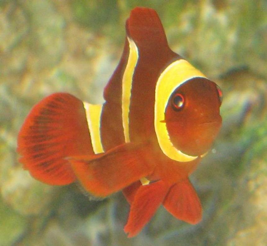 Rated #45: Saltwater Fish - Premnas Biaculeatus - Yellowstripe Maroon Clownfish Stocking In 75 Gallons Tank - gold banded maroon clown