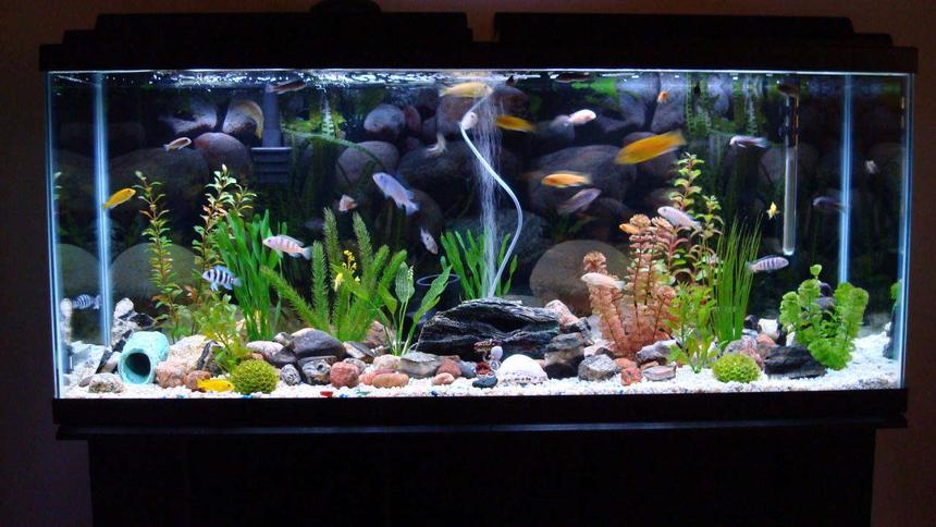 Rated #31: 150 Gallons Freshwater Fish Tank - 55 gallon tank with 33 cichlids