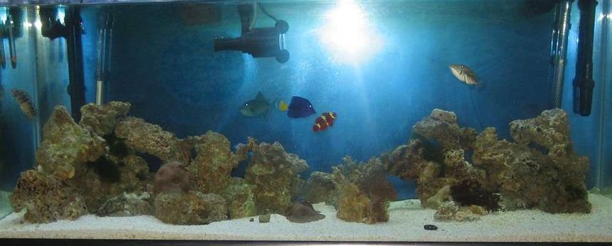 Rated #80: 75 Gallons Saltwater Fish Tank - my tank