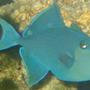 saltwater fish - odonus niger - niger triggerfish stocking in 75 gallons tank - niger trigger