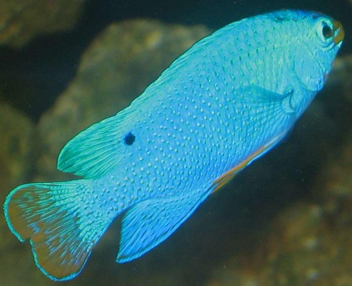 saltwater fish - chrysyptera taupou - fiji blue devil damselfish stocking in 75 gallons tank - blue devil damsel