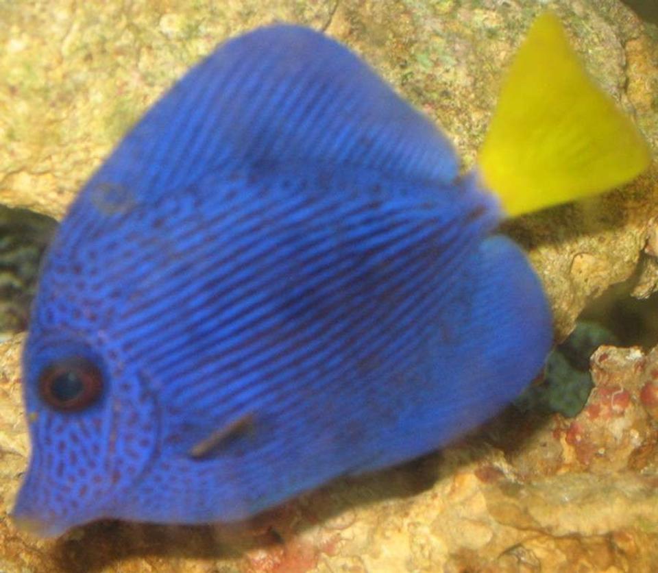 saltwater fish - zebrasoma xanthurum - purple tang stocking in 75 gallons tank - purple tang