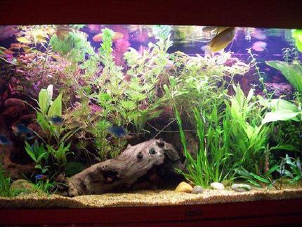 47 gallons planted tank (mostly live plants and fish) - Front view... A male Gold Gourami is visible to the top.