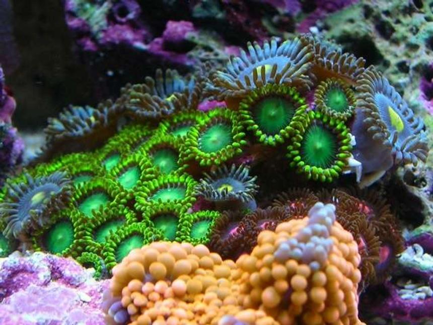 Rated #3: Corals Inverts - Zoanthus Sp. - Colony Polyp, Orange Spot Stocking In 100 Gallons Tank - zoa garden