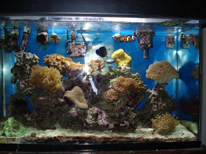 30 gallons reef tank (mostly live coral and fish) - Front Shot