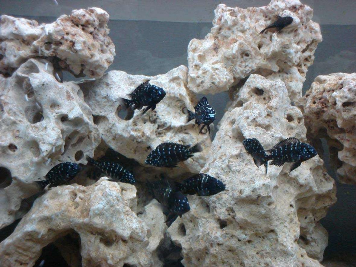 freshwater fish - tropheus duboisii - duboisi cichlid stocking in 40 gallons tank - the group