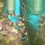 corals inverts - stenopus hispidus - banded coral shrimp stocking in 75 gallons tank - My Coral Banded Shrimp