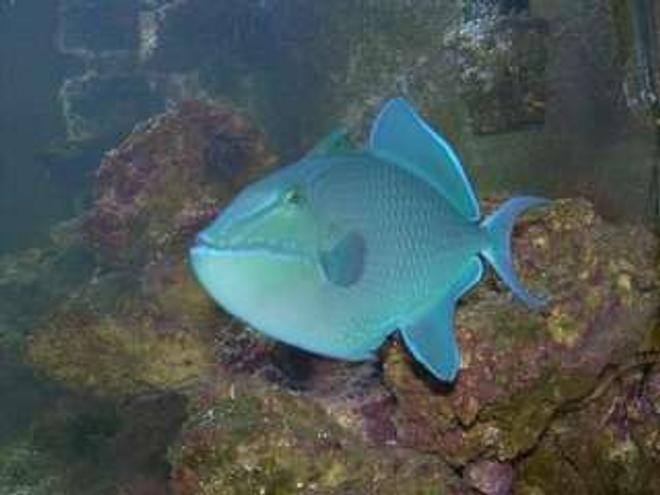 saltwater fish - odonus niger - niger triggerfish stocking in 75 gallons tank - My Niger Trigger