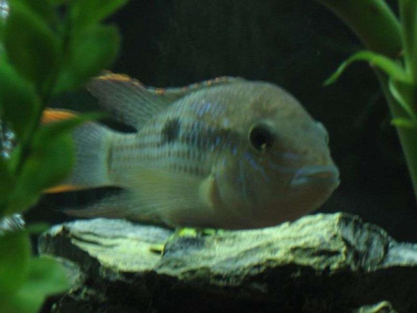 Rated #2171: Freshwater Fish - Aequidens Rivulatus - Green Terror Stocking In 29 Gallons Tank - My sweet jack dempsey, who just died