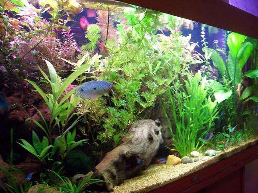 Rated #927: 47 Gallons Planted Tank - Side view of the aquarium... One of the male Three spot Gouramis are visible!