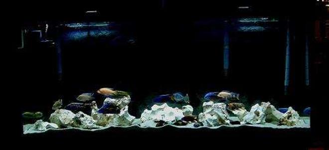 20 gallons freshwater fish tank (mostly fish and non-living decorations) - My 120 extra high cichlid tank, which houses a couple of haps and peacocks.