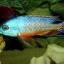 freshwater fish - protomelas taeniolatus - red empress stocking in 20 gallons tank - Red Empress