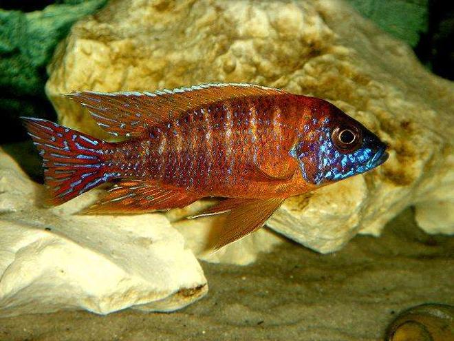 freshwater fish - aulonocara rubescens - ruby red peacock stocking in 20 gallons tank - Ruby Red , he's Hott!!!