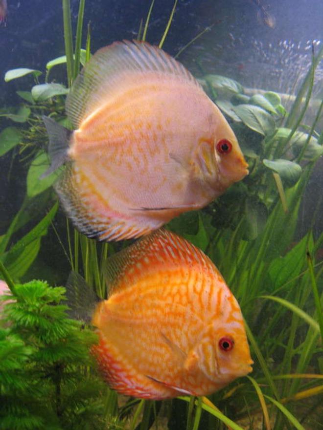 freshwater fish - symphysodon spp. - pigeon blood discus stocking in 190 gallons tank - discus3