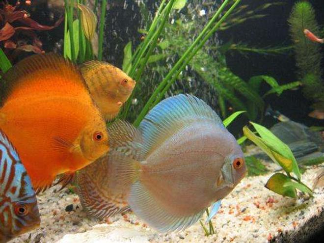 freshwater fish - symphysodon sp. - snow white discus stocking in 190 gallons tank - discus 5