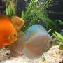 freshwater fish - symphysodon sp. - snow white discus stocking in 190 gallons tank - discus 5