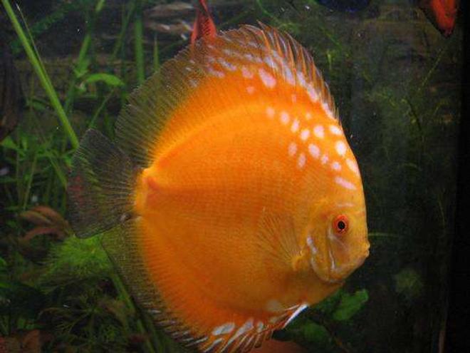 freshwater fish - symphysodon sp. - royal red discus stocking in 190 gallons tank - discus 6