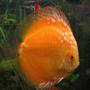 freshwater fish - symphysodon sp. - royal red discus stocking in 190 gallons tank - discus 6