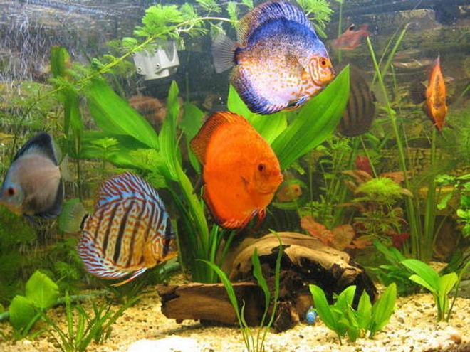 freshwater fish - symphysodon sp. - royal red discus stocking in 190 gallons tank - discus 9