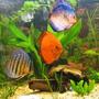 freshwater fish - symphysodon sp. - royal red discus stocking in 190 gallons tank - discus 9