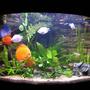 190 gallons planted tank (mostly live plants and fish) - discus aquarium