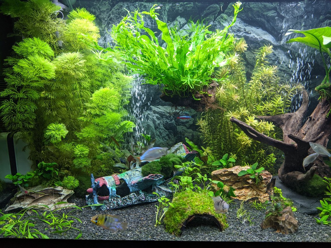 Photo 1 Floating Bogwood Gives A Sense Of Depth And Adds