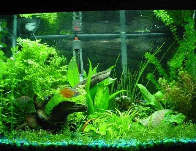 20 gallons planted tank (mostly live plants and fish) - plants include: moneyworts, java fern, brazil sword, a water sprite, an assorted sword plant, a lutea, micro swords, anubius nana, narrow leaf chain sword and bananna plants.  My fish include 1 black skirt tetra, 2 dwarf gouramis, 2 fire red dwarf gouramis, 1 yellow tailed botia, 1 pleco, 1 chinese algae eater and 3 neon tetras.  I keep the water at 75 degrees F, DIY CO2, 65 watt 6700K light.  please leave feedback and suggestions.